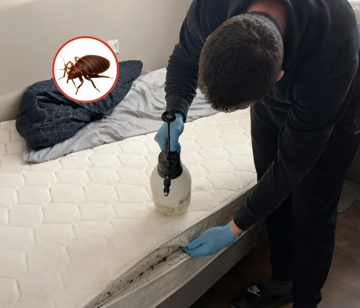 Technicien traitant un matelas contre les punaises de lit à Saint-Forget